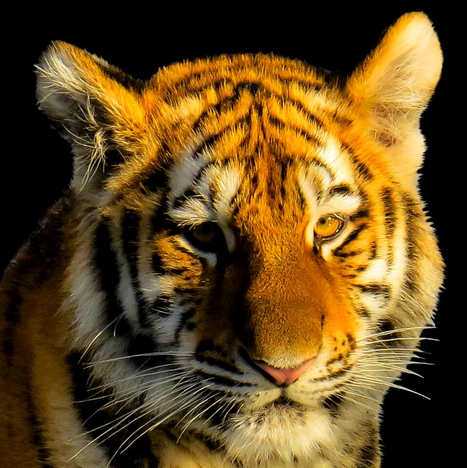 Portrait close up animal portrait
