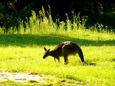 Eastern Grey Kangaroo Nürnberg photo