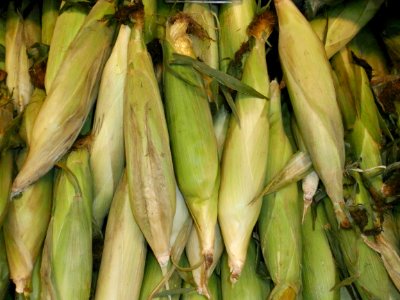 Ears of corn in a stack