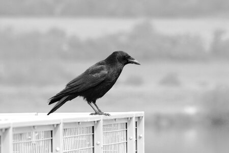 Beak crow talons photo