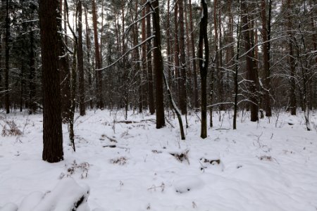 East of the Spandauer Forst with snow 2021-02-10 31