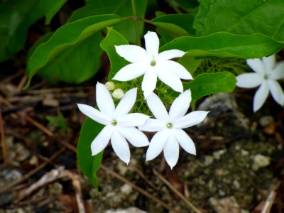 Earleaf jasmine (Jasminum elongatum) flowers