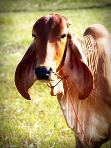 Isolated snout agriculture