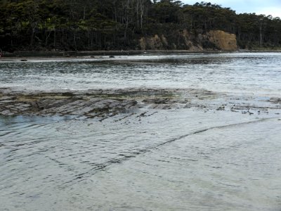 Eaglehawk Neck tessellated pavement 20201115-017