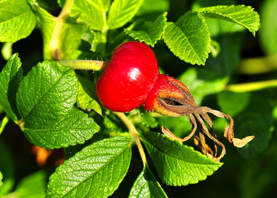 Rose fruit rose dining
