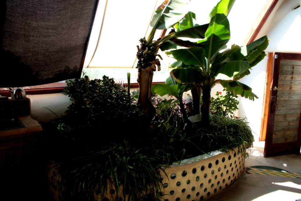 Earthship museum1 botanical cell featuring jade and banana plants