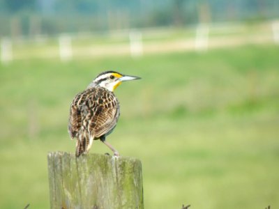Eastern Meadowlark on fence post