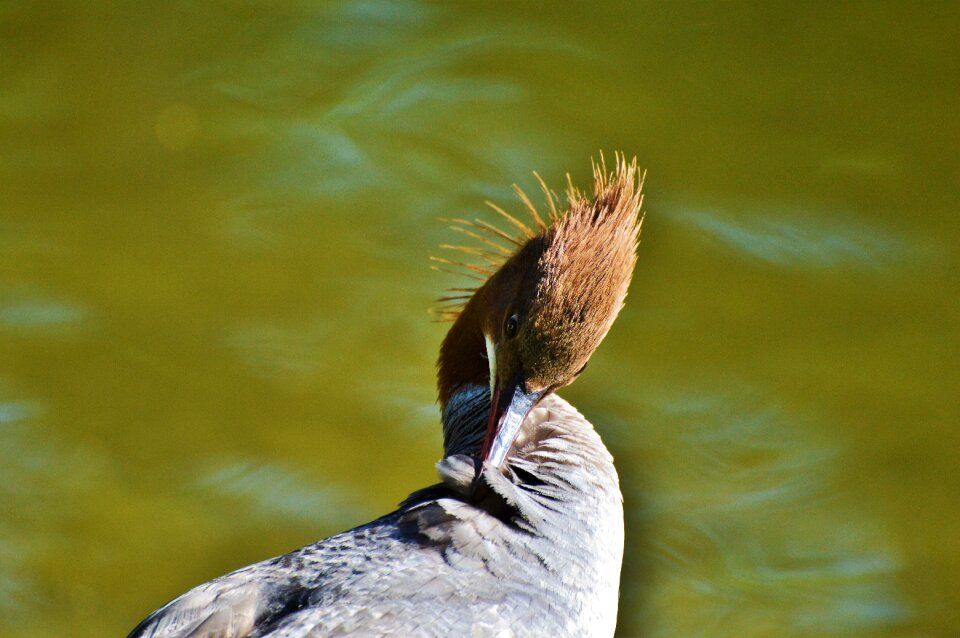 Bird poultry animal