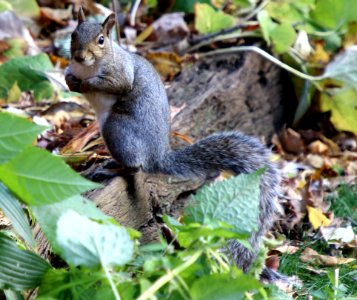 Eastern gray squirrel (Sciurus carolinensis) MN