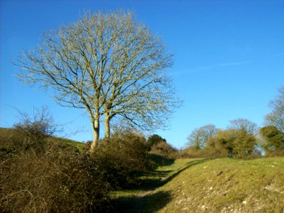 Earthworks behind church, East Dean