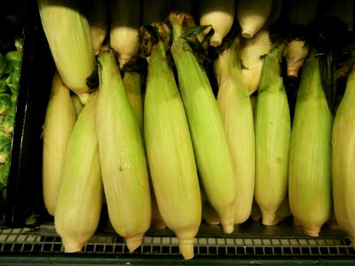 Ears of corn in a bin photo