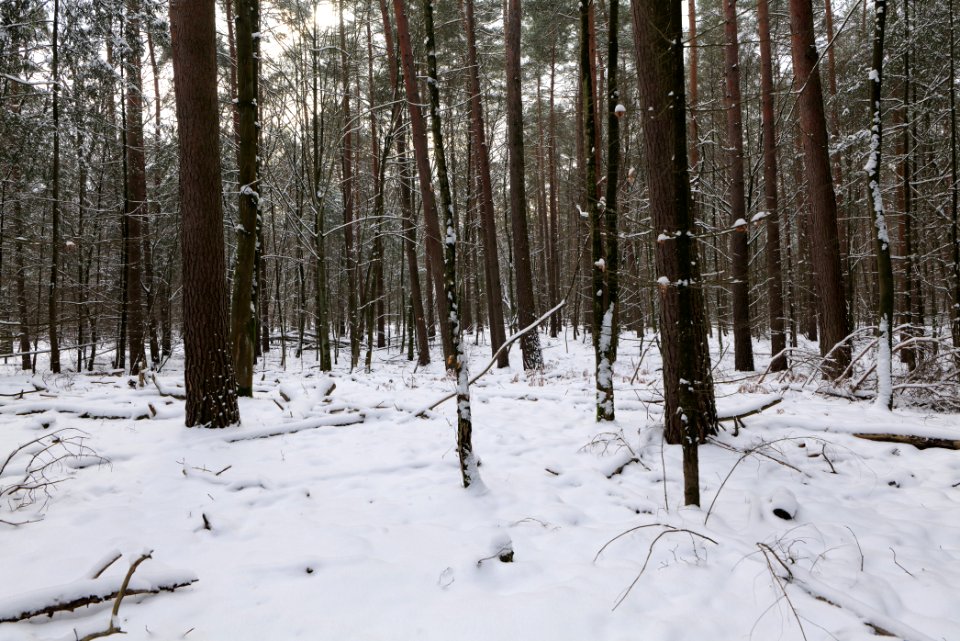 East of the Spandauer Forst with snow 2021-02-10 37