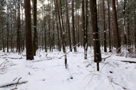 East of the Spandauer Forst with snow 2021-02-10 37