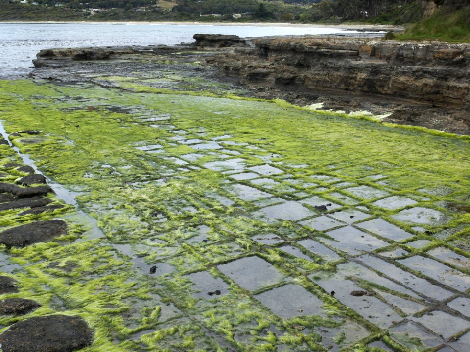 Eaglehawk Neck tessellated pavement 20201115-021