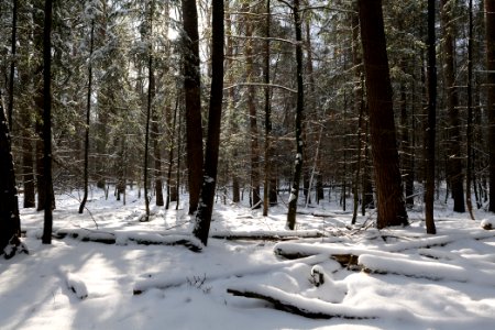 East of the Spandauer Forst with snow 2021-02-10 38