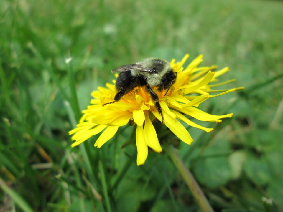 Flower yellow insect