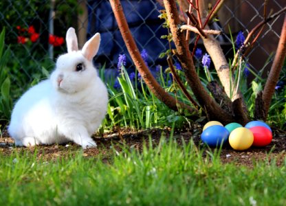 Easter bunny photo