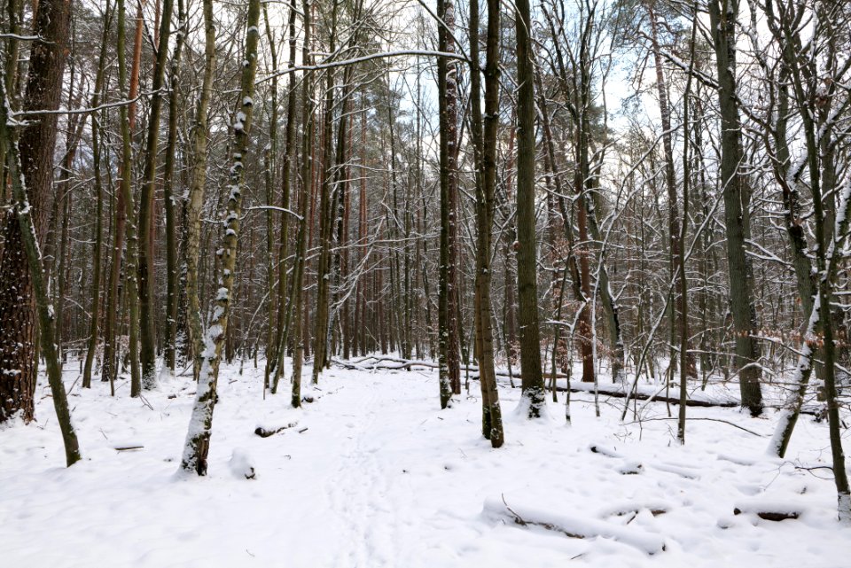 East of the Spandauer Forst with snow 2021-02-10 40