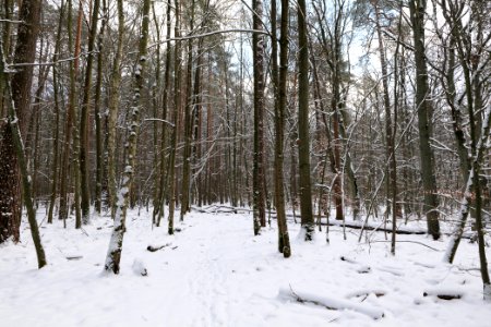 East of the Spandauer Forst with snow 2021-02-10 40