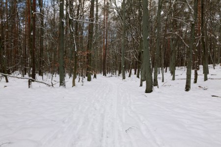 East of the Spandauer Forst with snow 2021-02-10 17