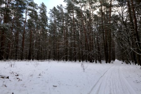 East of the Spandauer Forst with snow 2021-02-10 26