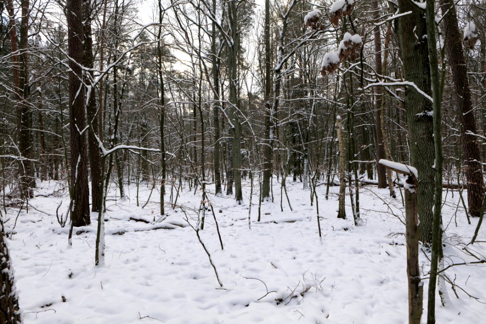 East of the Spandauer Forst with snow 2021-02-10 41