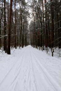 East of the Spandauer Forst with snow 2021-02-10 23