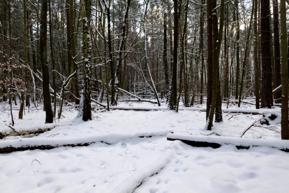 East of the Spandauer Forst with snow 2021-02-10 43