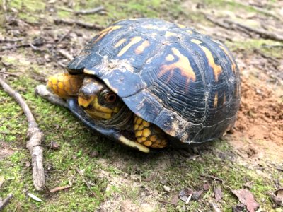 Eastern Box Turtle Chapel Hill NC