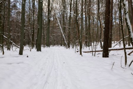 East of the Spandauer Forst with snow 2021-02-10 19