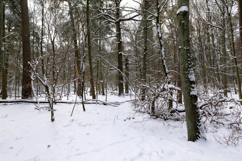 East of the Spandauer Forst with snow 2021-02-10 42
