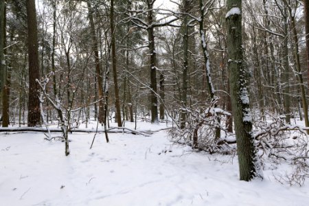 East of the Spandauer Forst with snow 2021-02-10 42