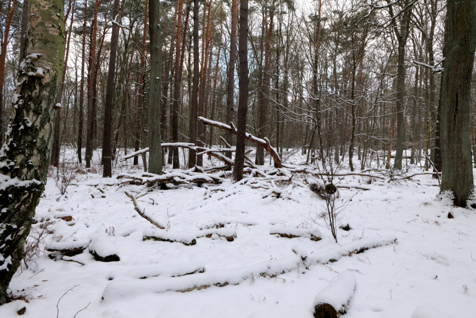 East of the Spandauer Forst with snow 2021-02-10 21