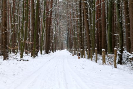 East of the Spandauer Forst with snow 2021-02-10 25