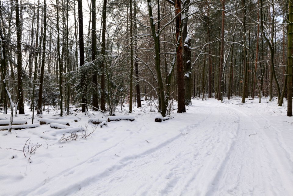 East of the Spandauer Forst with snow 2021-02-10 44