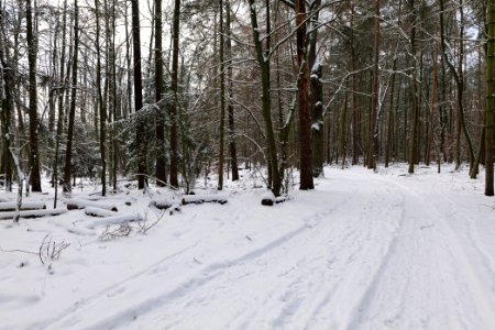 East of the Spandauer Forst with snow 2021-02-10 44