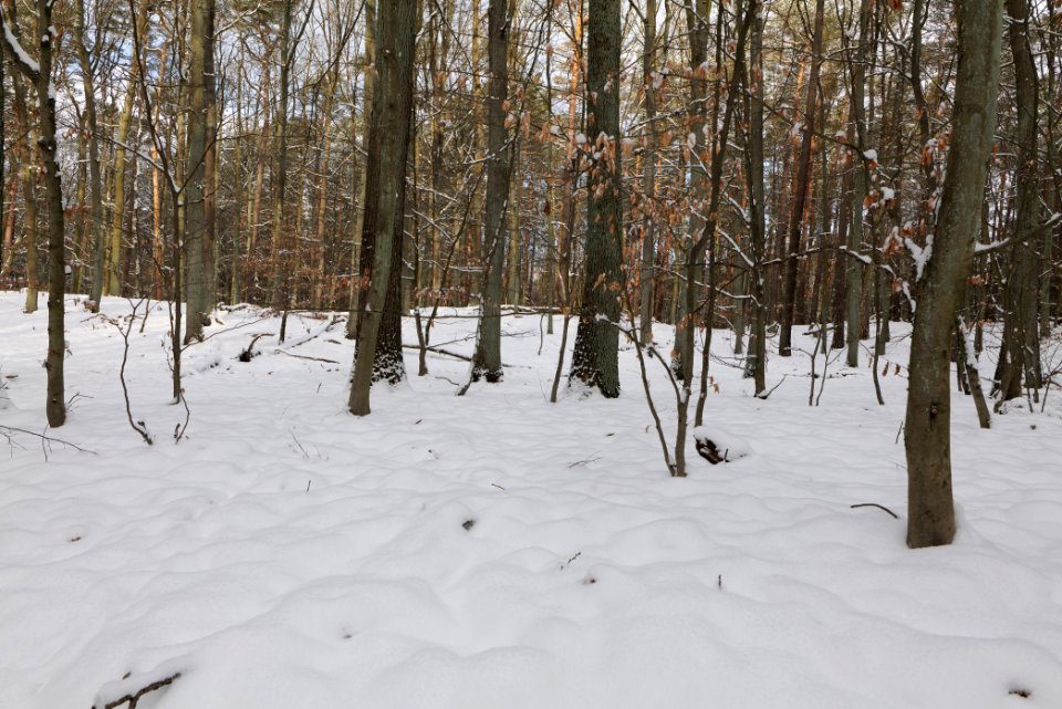 East of the Spandauer Forst with snow 2021-02-10 20