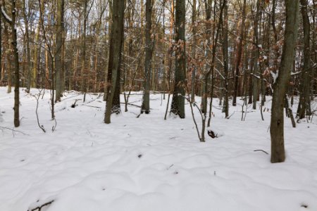 East of the Spandauer Forst with snow 2021-02-10 20