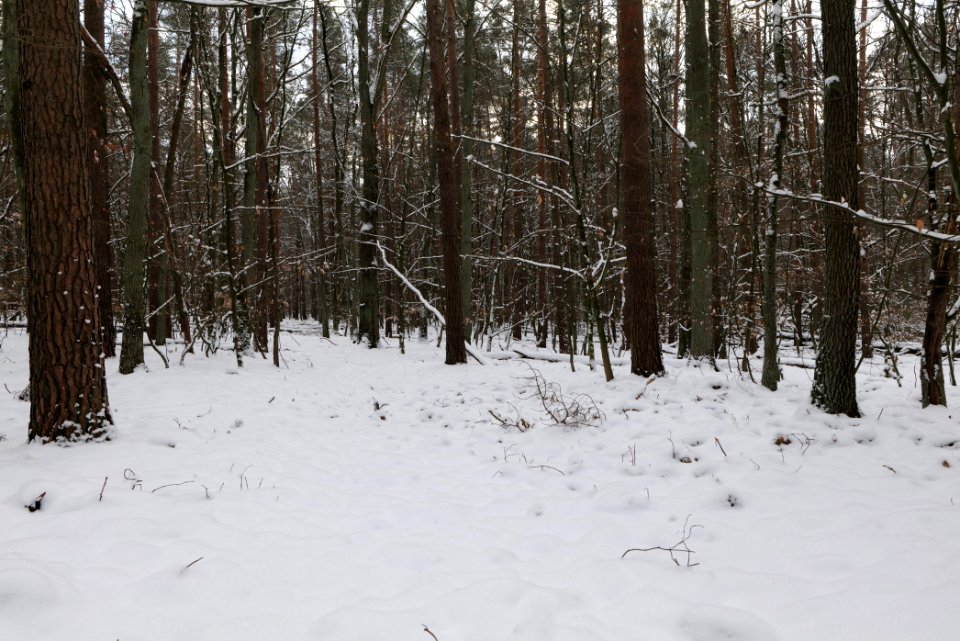 East of the Spandauer Forst with snow 2021-02-10 18