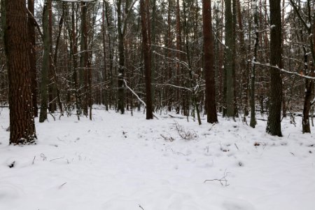 East of the Spandauer Forst with snow 2021-02-10 18