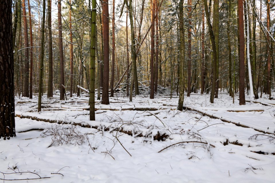 East of the Spandauer Forst with snow 2021-02-10 45