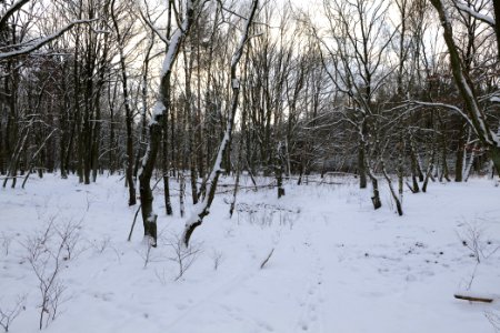 East of the Spandauer Forst with snow 2021-02-10 16
