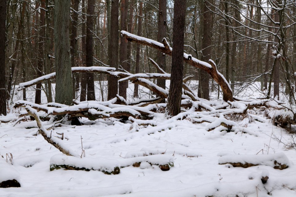 East of the Spandauer Forst with snow 2021-02-10 22
