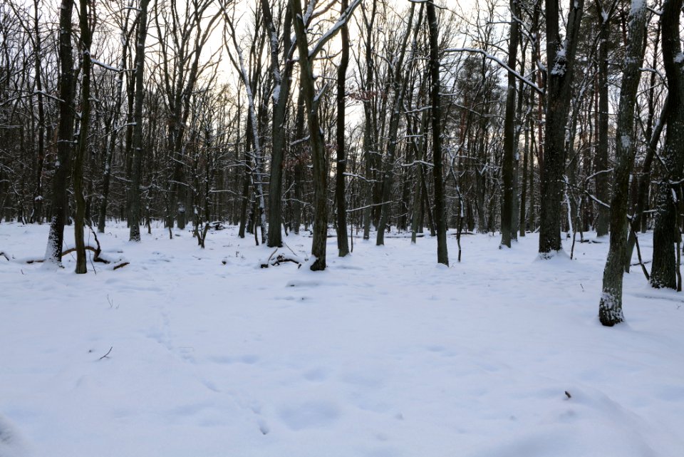 East of the Spandauer Forst with snow 2021-02-10 11