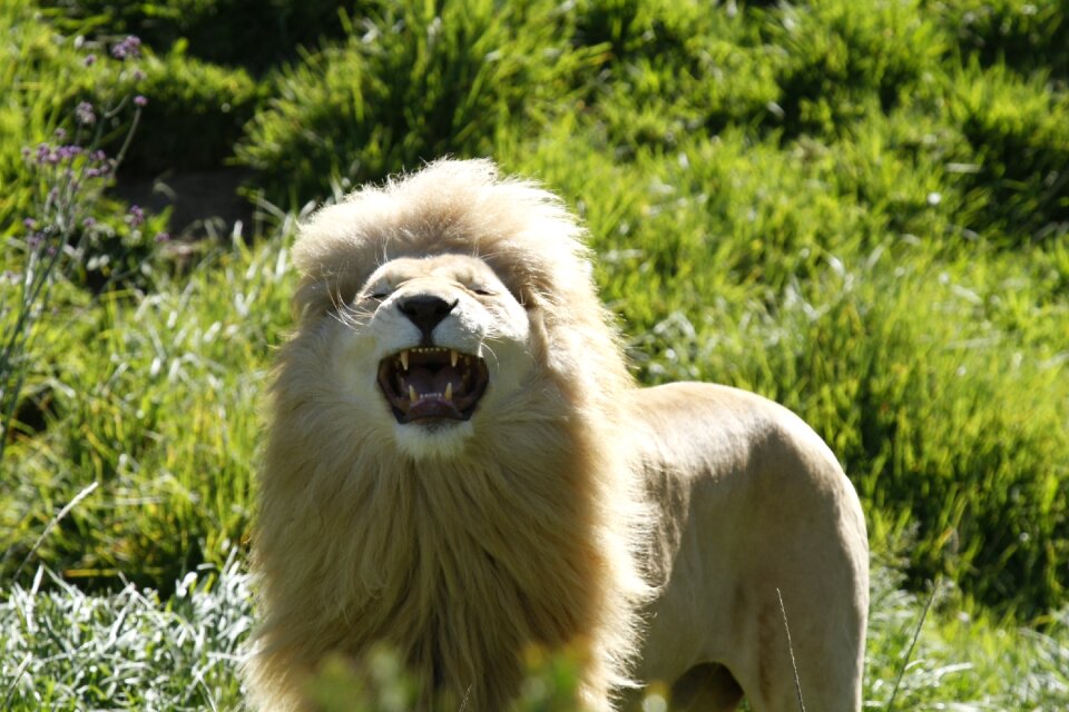 Roar africa open mouth