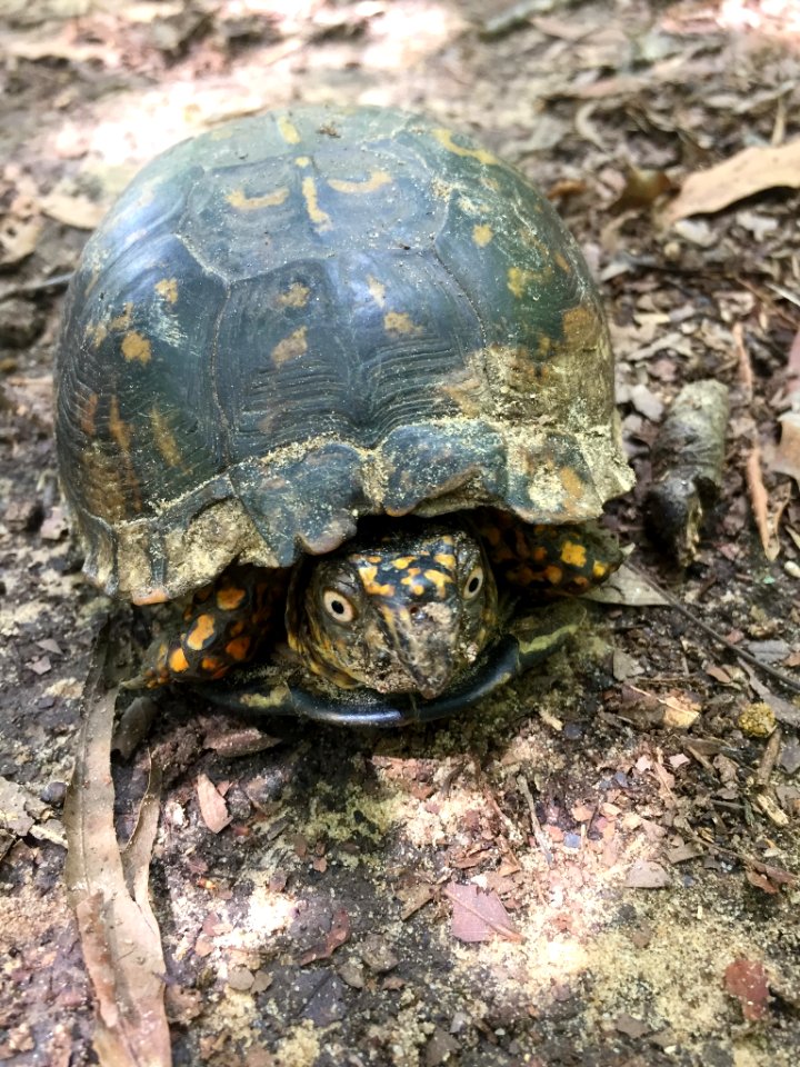 Eastern Box Turtle Durham NC