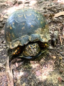 Eastern Box Turtle Durham NC