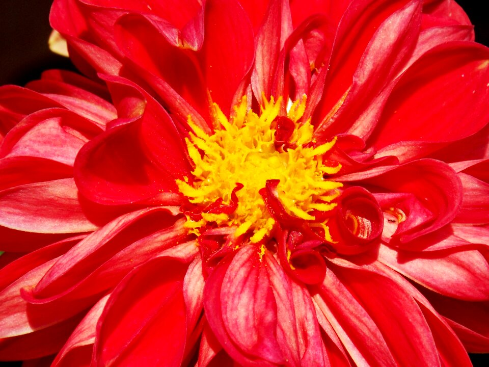 Garden nature blossom