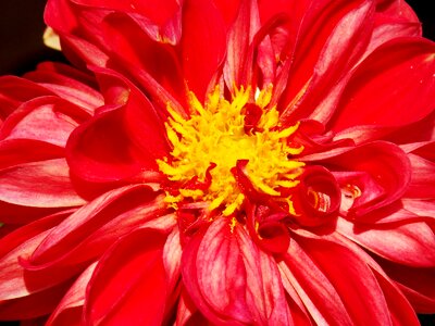 Garden nature blossom