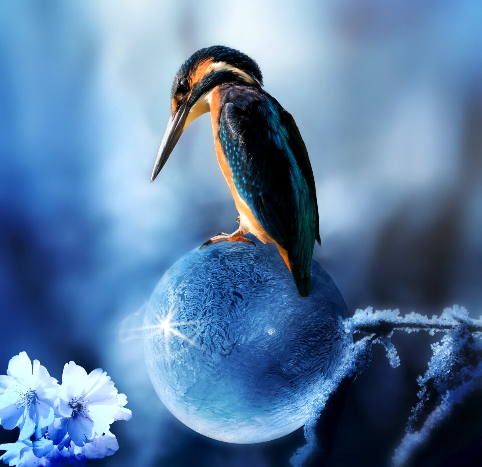Kingfisher bird spring